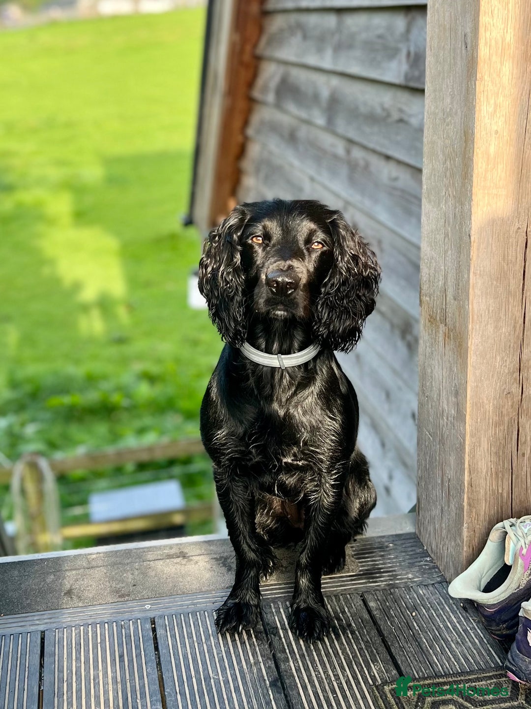 Sprocker dogs for sale: Working Sprocker Spaniel Puppies - Image 4