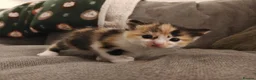 Mixed Breed cats for sale: 1x Longhair Ginger 3x Calico Tricolour Kittens! - Advert 18