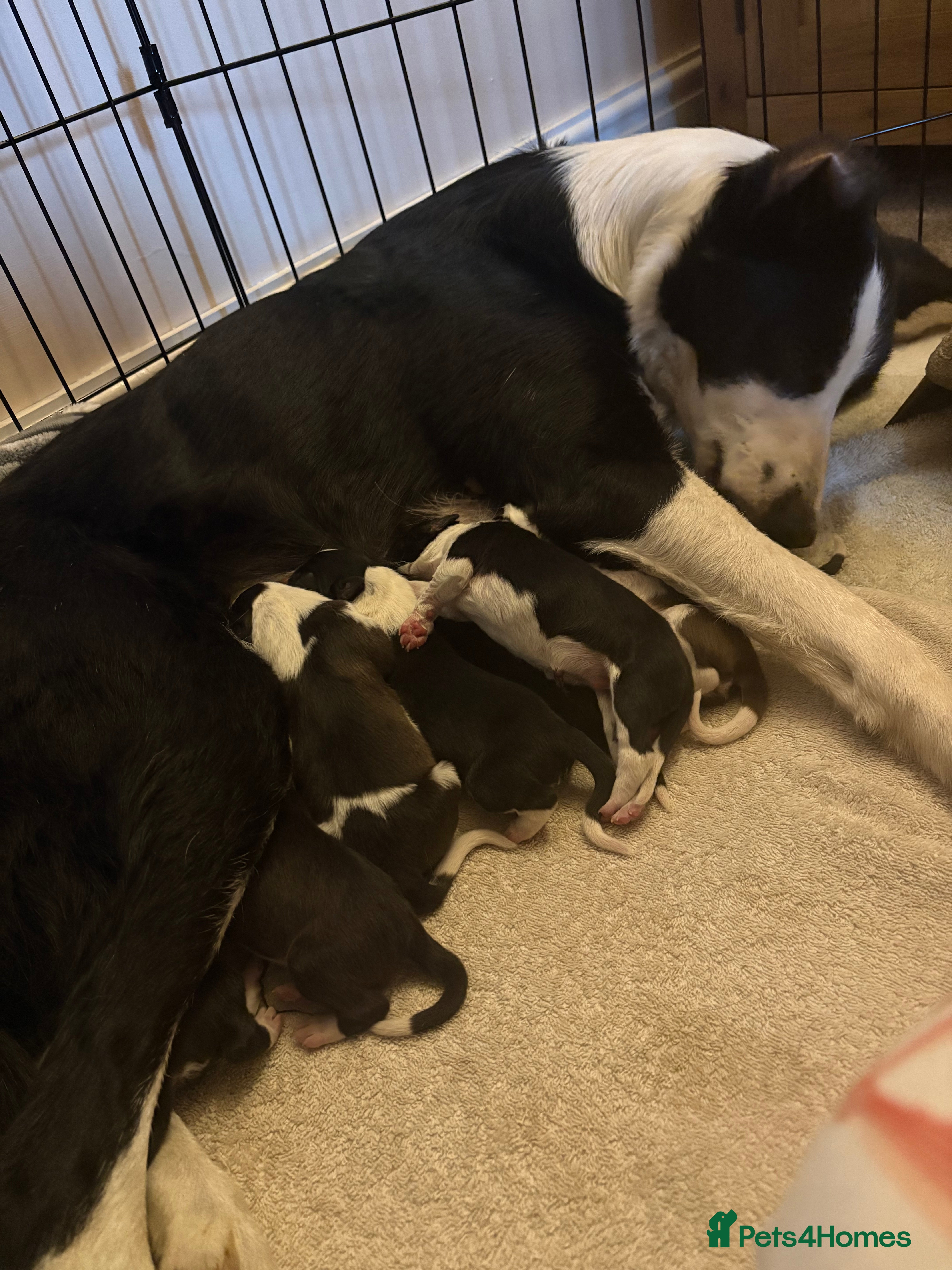 Border Collie dogs ⭐️ Border Collie Puppies ⭐️ - Advert 1