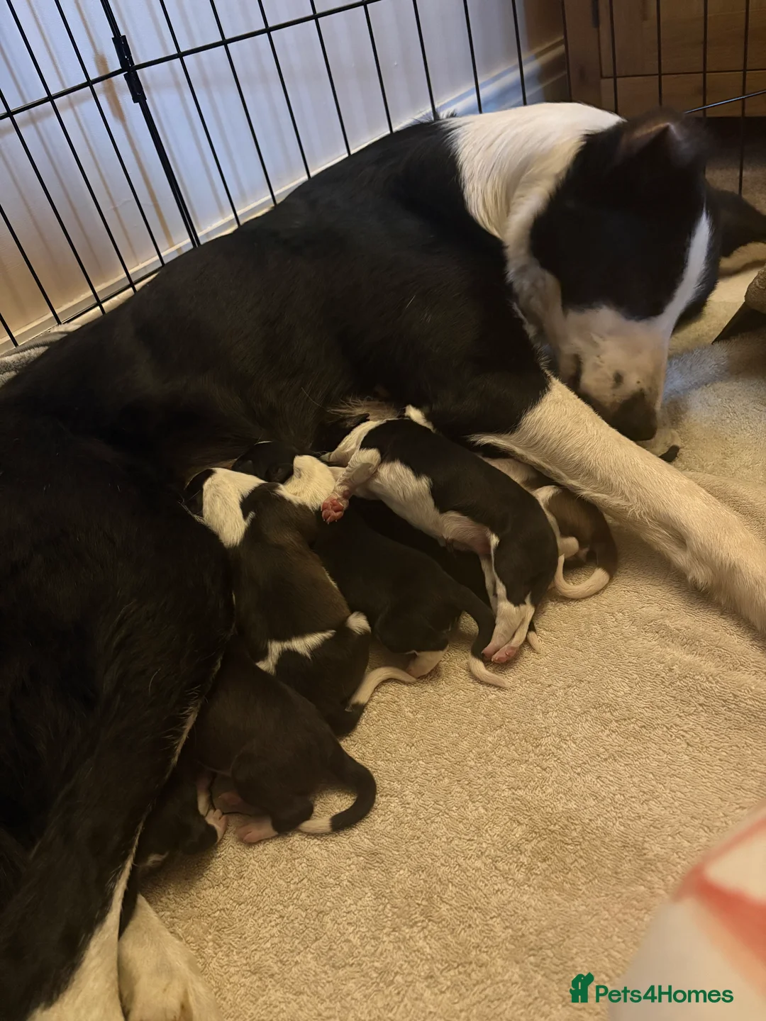 Border Collie dogs for sale: ⭐️ Border Collie Puppies ⭐️ - Advert 1