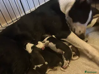 Border Collie dogs ⭐️ Border Collie Puppies ⭐️ - Advert 1