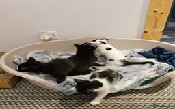 Mixed Breed cats for sale: 4 kittens  - Image 1