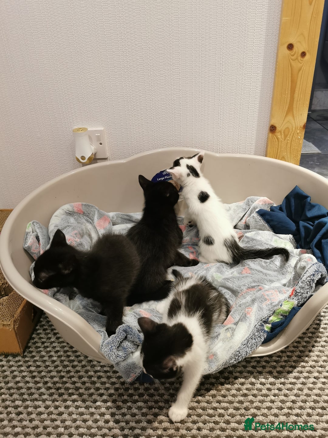 Mixed Breed cats for sale: 4 kittens  - Image 1