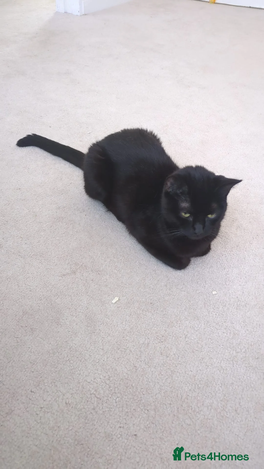 Domestic Shorthair cats for sale: Boo and cookie in Middlesbrough - Advert 1