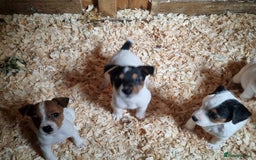 Jack Russell dogs for sale: True to type jackrussell pups  - Image 6