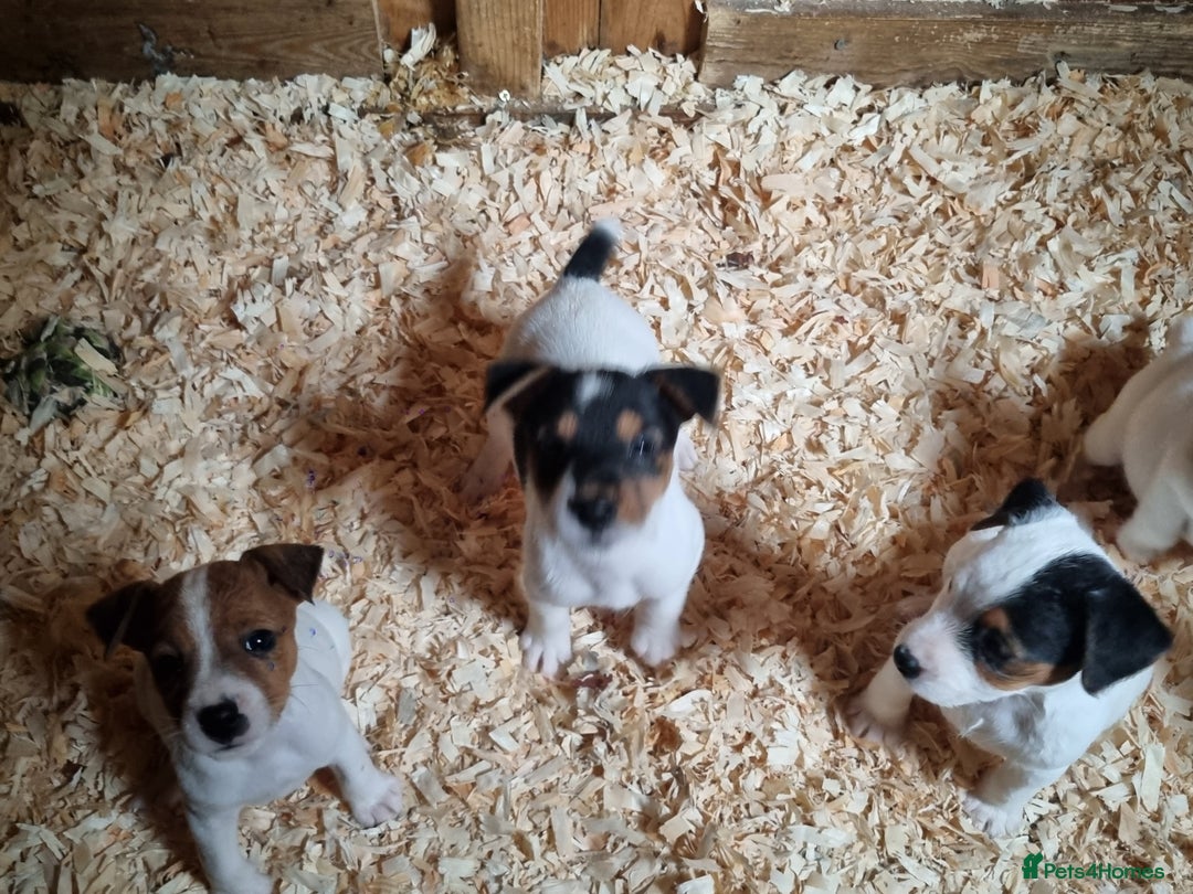 Jack Russell dogs for sale: True to type jackrussell pups  - Image 6