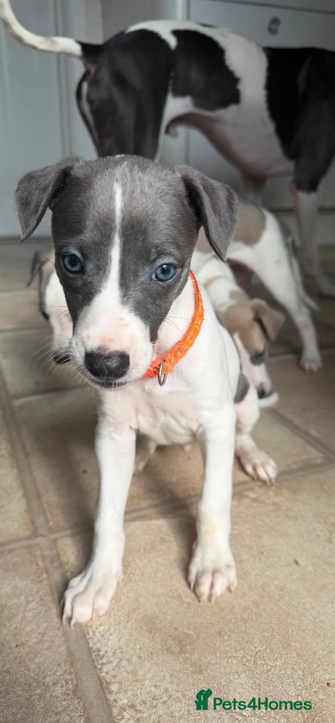 Whippet dogs for sale: litter of 8 pups 5x boys 3x bitches. price reduced - Advert 2