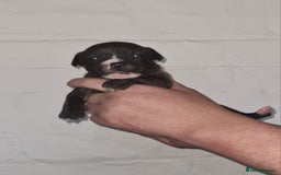 Staffordshire Bull Terrier dogs for sale: Beautiful Staffy puppies. - Image 8
