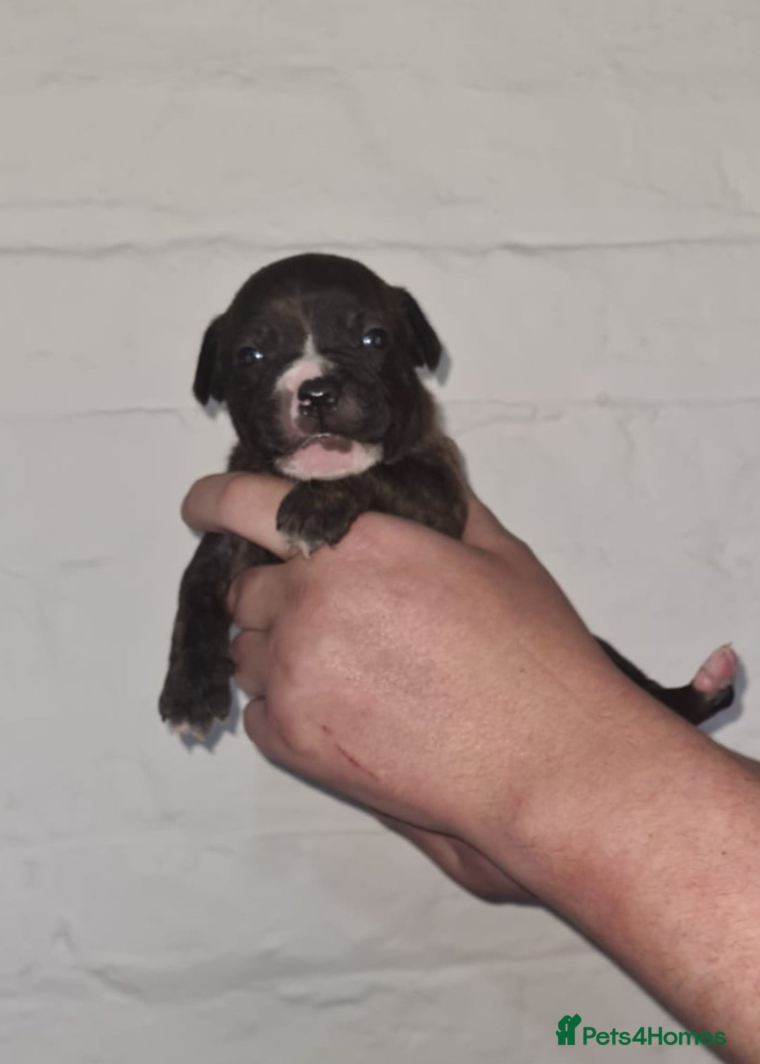Staffordshire Bull Terrier dogs for sale: Beautiful Staffy puppies. - Image 8