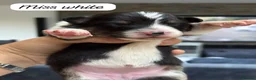 Australian Shepherd dogs for sale: Outstanding Merle/Black and Tan KC Reg Puppies  - Advert 30