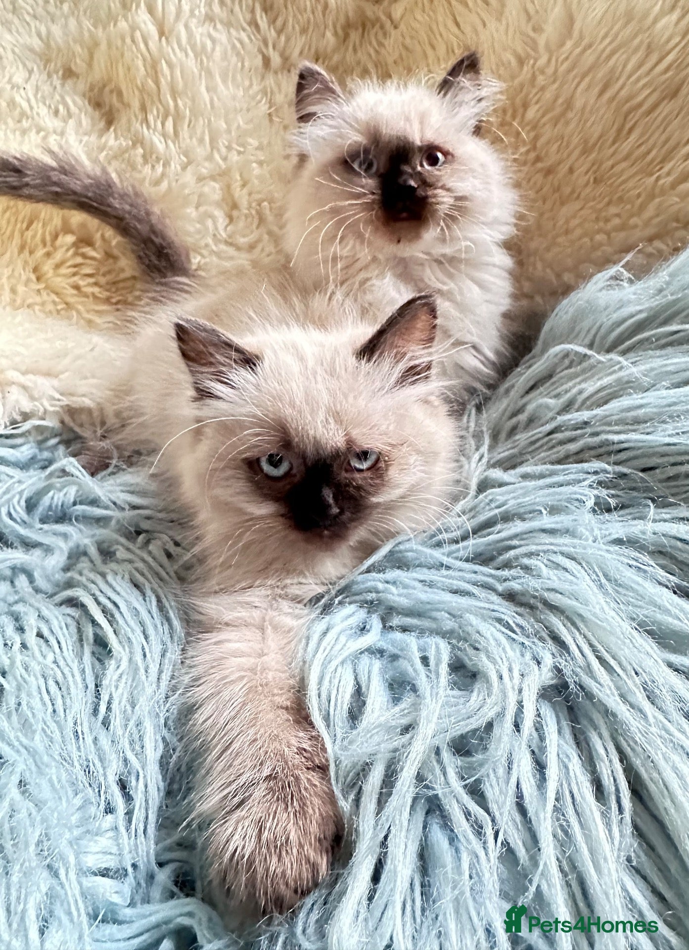 Ragdoll cats Ragdoll kittens - 2 girls available  - Advert 2