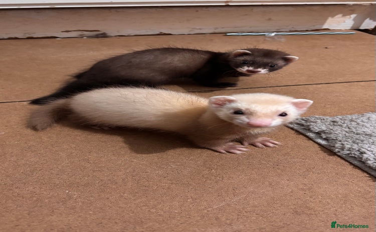 Ferret rodents - Advert 3