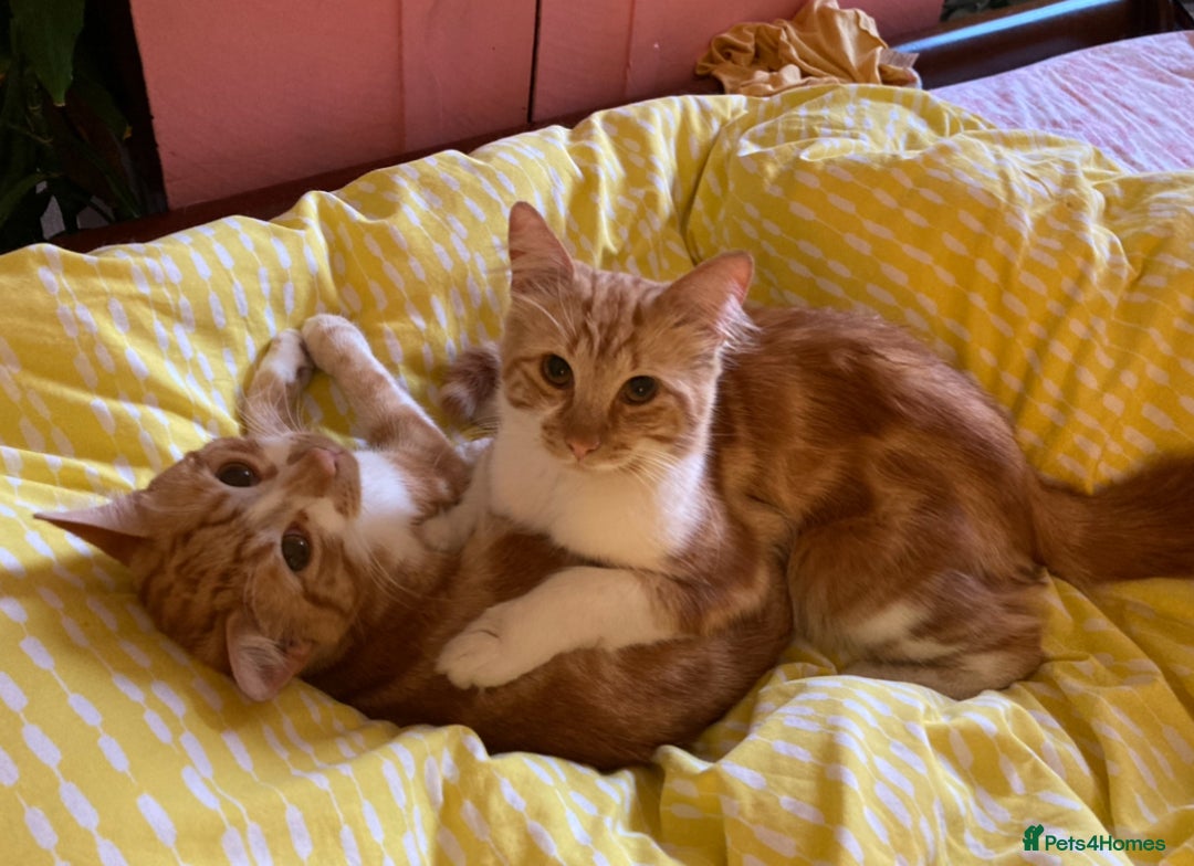 British Shorthair cats for sale: Pair of beautiful ginger tom cats - Image 2