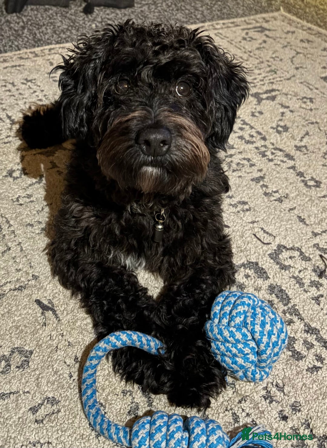 Yorkiepoo dogs for stud: Yokriepoo for Stud - Advert 1