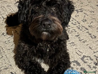 Yorkiepoo dogs Yokriepoo for Stud - Advert 1