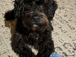 Yorkiepoo dogs Yokriepoo for Stud - Advert 1