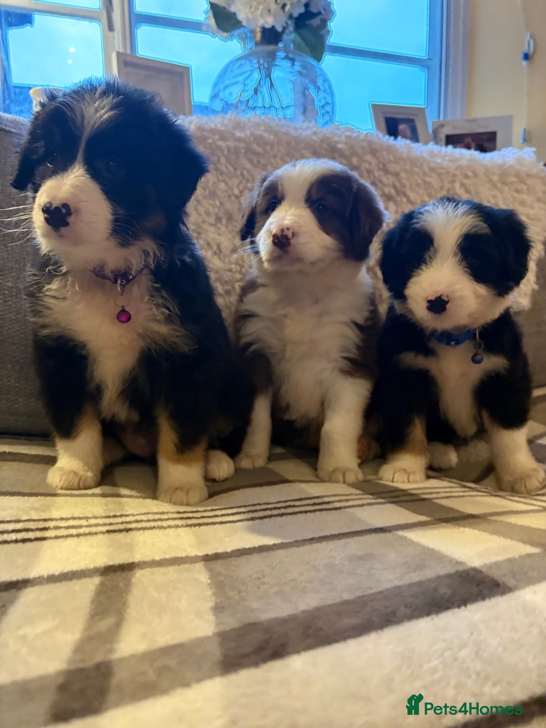 Bearded Collie dogs for sale: 💥3/4 beautiful BEARDIE BOY! 💥 - Advert 14