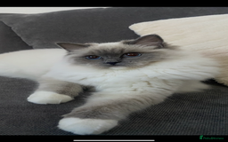 Ragdoll cats for sale: Beautiful blue mitt ragdoll - Image 1