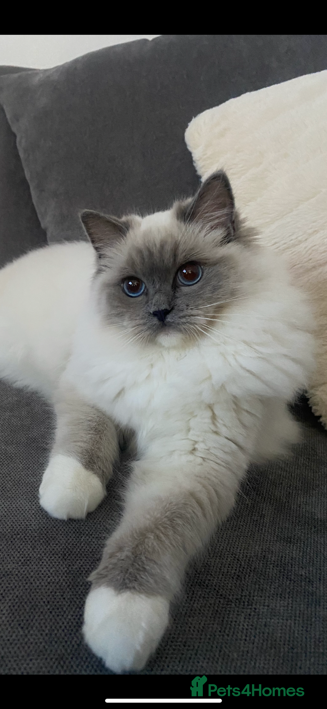 Ragdoll cats for sale: Beautiful blue mitt ragdoll - Image 1