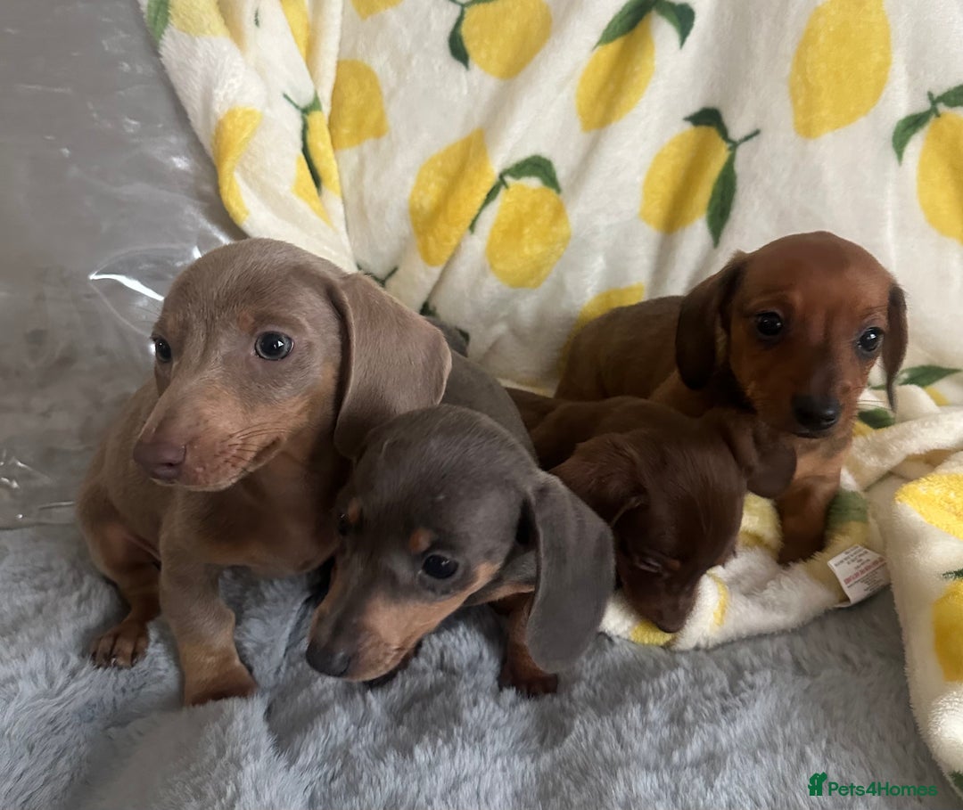 Dachshund dogs for sale: Outstanding dachshund puppies - Image 19