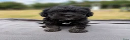 Jackapoo dogs for sale: Jackapoo puppies 🐾 - Advert 6