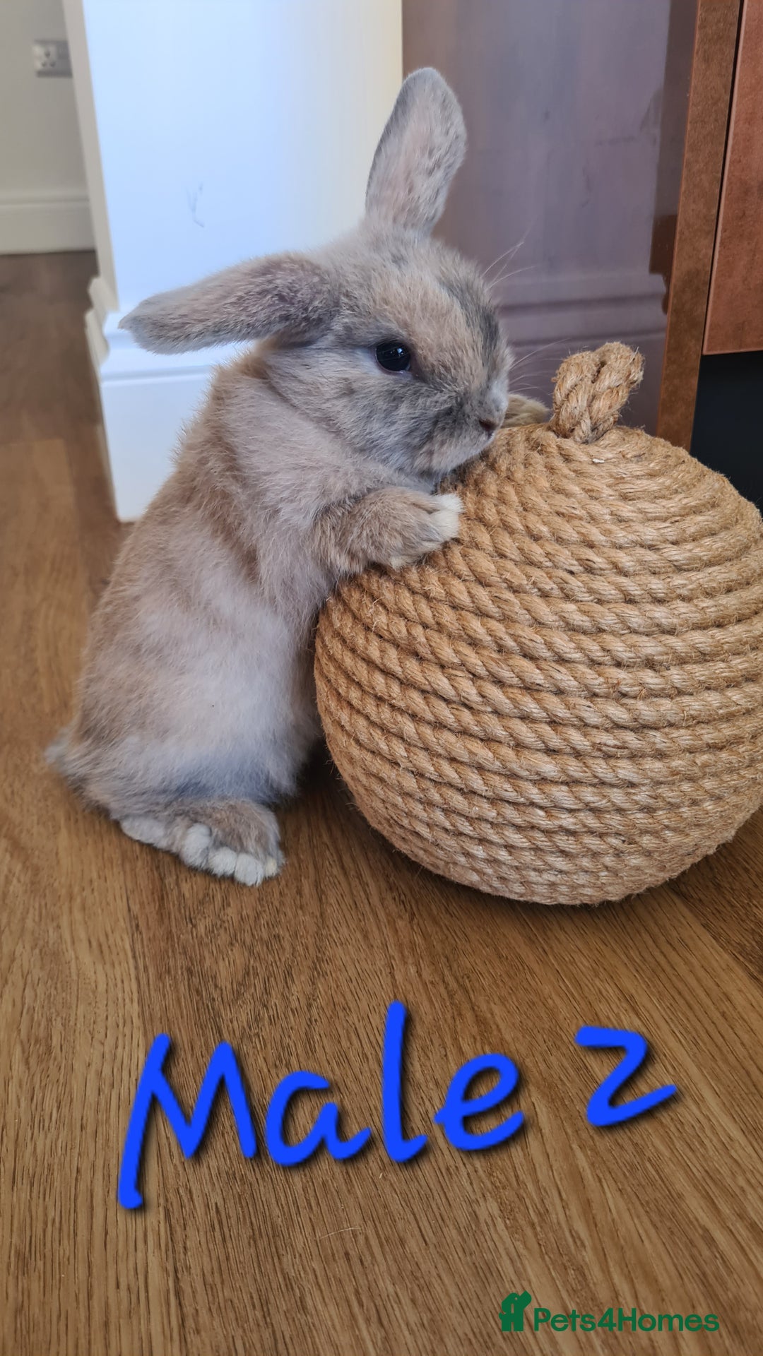 Mini Lop rabbits for sale: 6 Mini Lop Baby Rabbits - 4 females, 2 males - Image 8