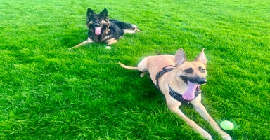 German Shepherd dogs - Advert 1
