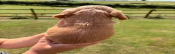 Cocker Spaniel dogs for sale: Working Cocker Spaniel Puppies - Advert 21