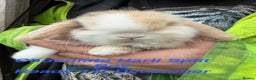 Mini Lop rabbits for sale: Baby & Adult Mini Lops Read Description  - Advert 2