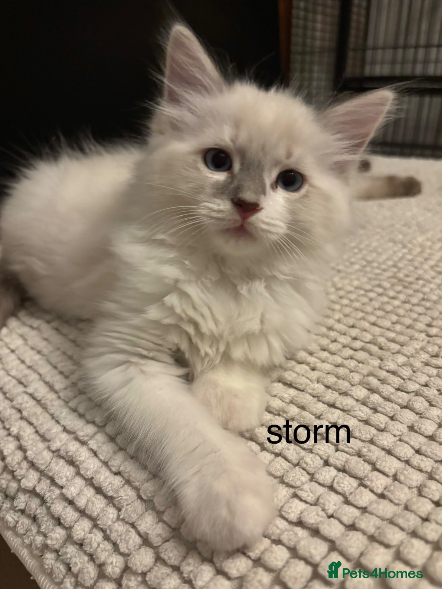 Ragdoll cats COSTA .STORM stunning  pure ragdoll ready now  - Advert 2