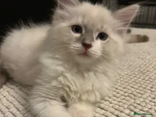 Ragdoll cats COSTA .STORM stunning pure ragdoll ready now - Advert 2