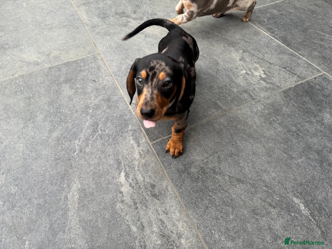 Miniature Dachshund dogs for sale: Stunning miniature dachshund boy - Image 1