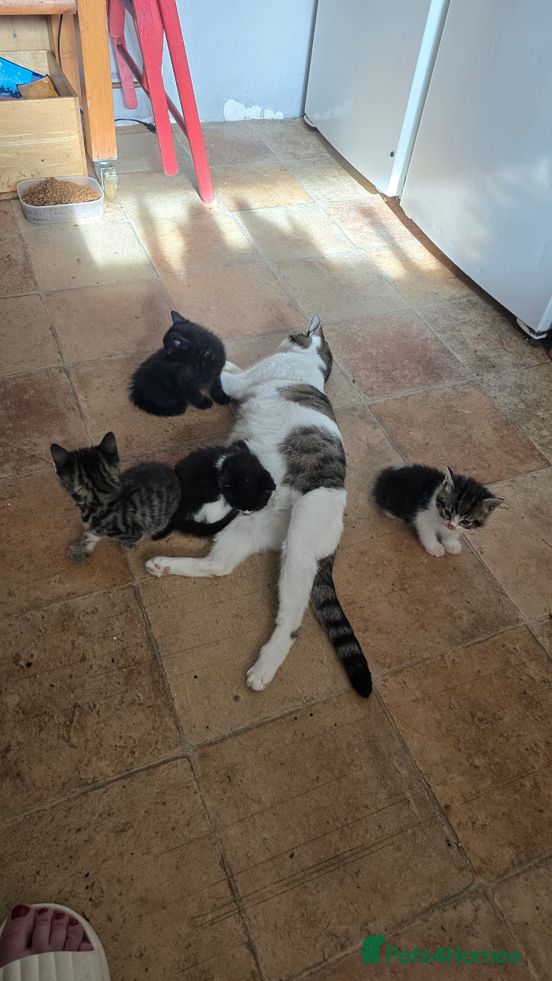 Mixed Breed cats for sale: healthy, fluffy and happy girls  - Image 2