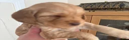 Cockapoo dogs for sale: Leicestershire Cockapoos Exten DNA&Genetic Tested  - Advert 21
