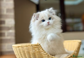 Ragdoll cats - Advert 16