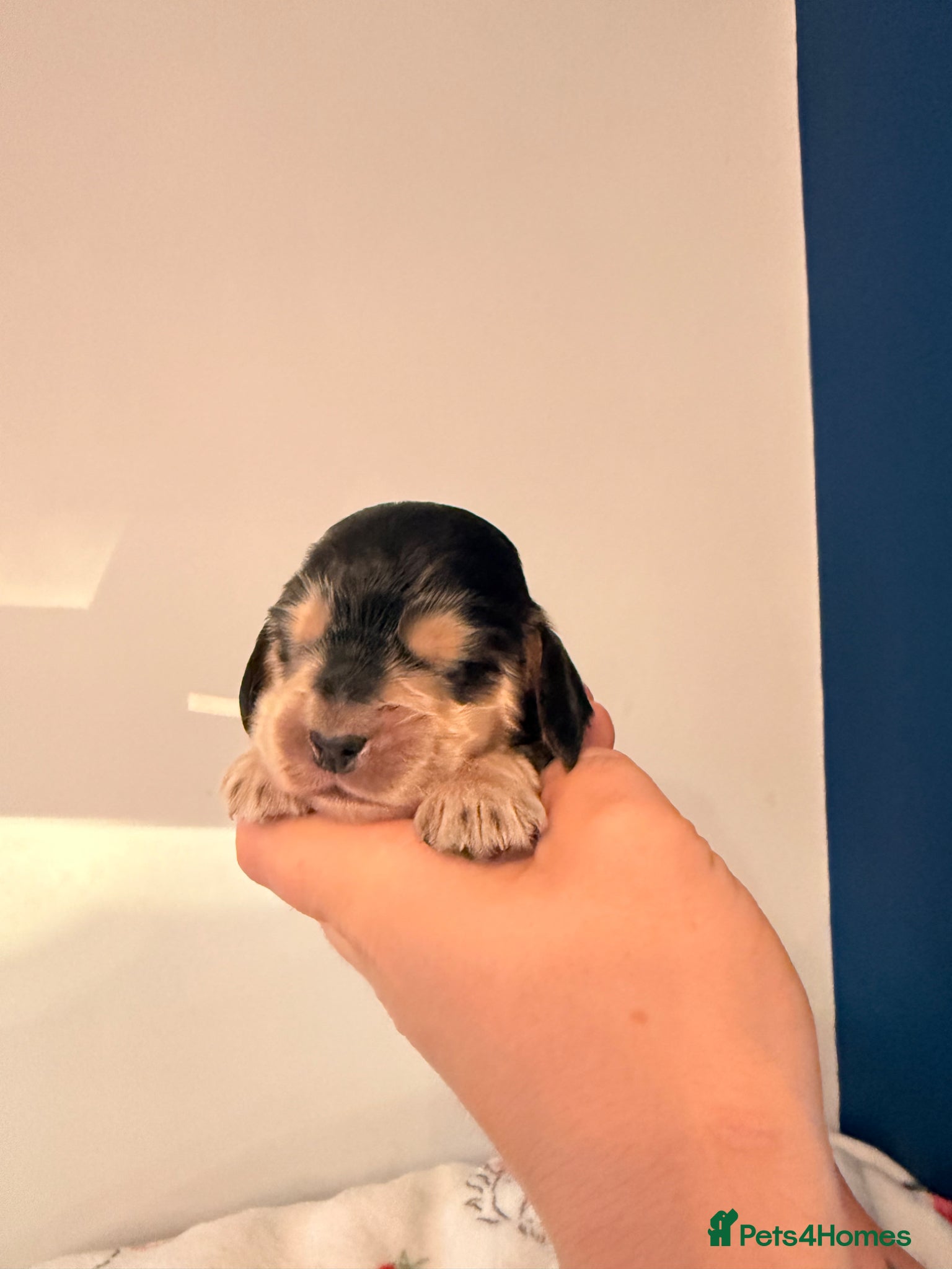 Cocker Spaniel dogs Outstanding KC registered Cocker Spaniel Puppies  - Advert 1