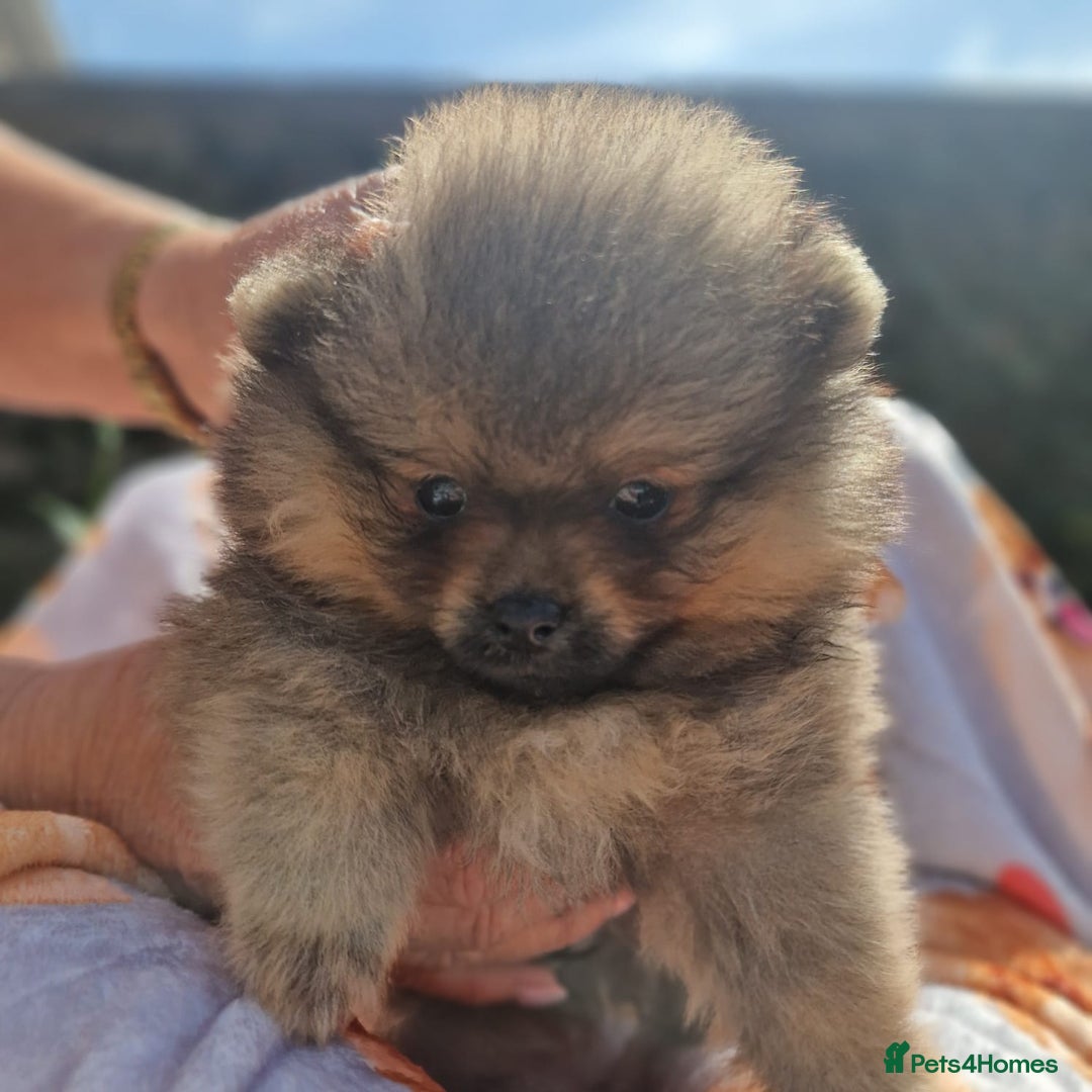 Pomeranian dogs for sale: Beautiful pomeranian male puppies  - Image 4