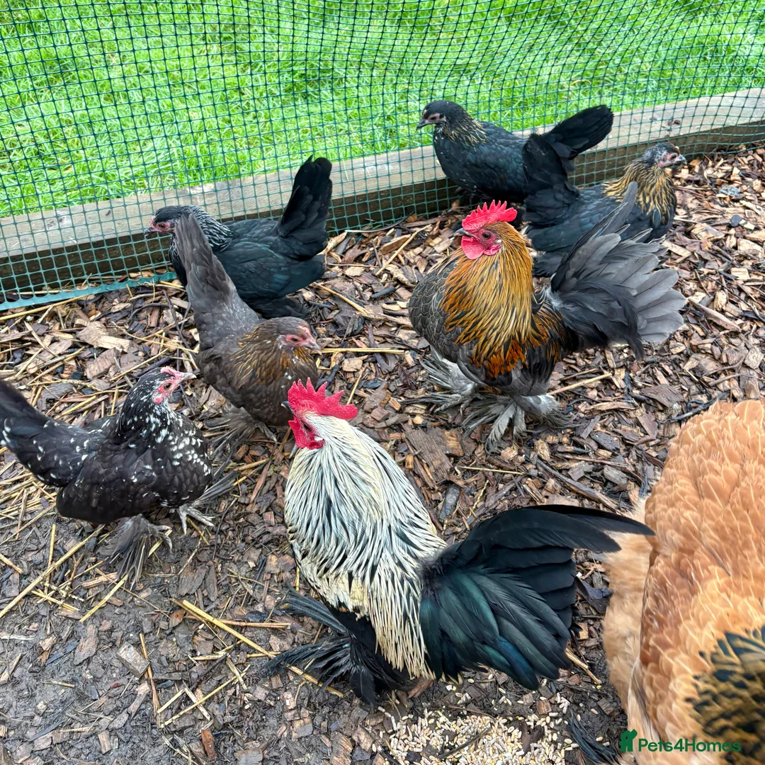 Chickens poultry for sale: Sablepoot/Booted Bantam Pullets - Advert 5