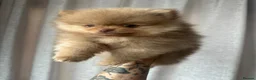 Pomeranian dogs for sale: READY TO GO🩵🐻2 stunning KC Pomeranian puppies🐻 - Advert 4