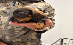 Dachshund dogs for sale: Last gorgeous girl!  ready now  - Image 4