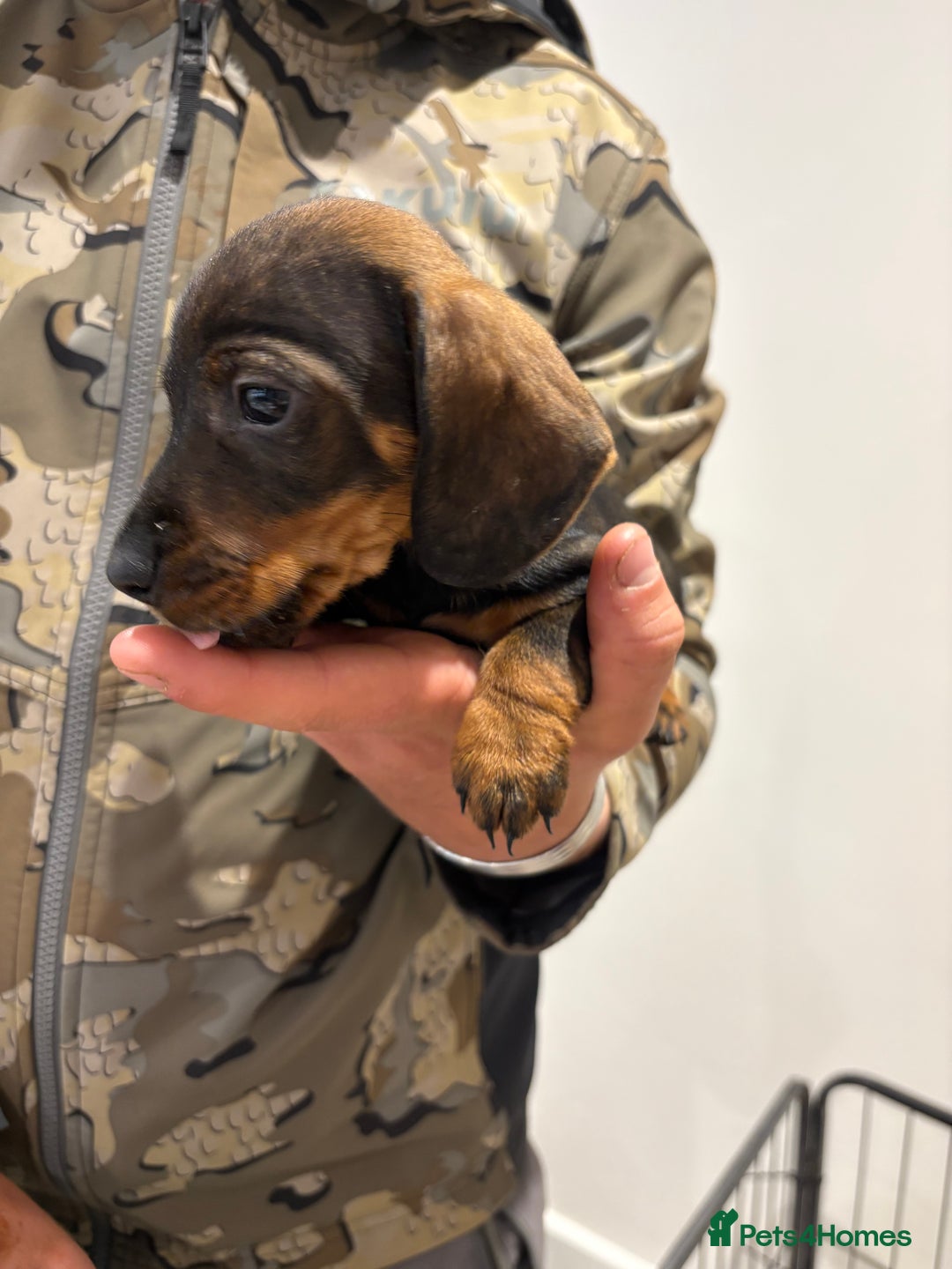 Dachshund dogs for sale: Last gorgeous girl!  ready now  - Image 4