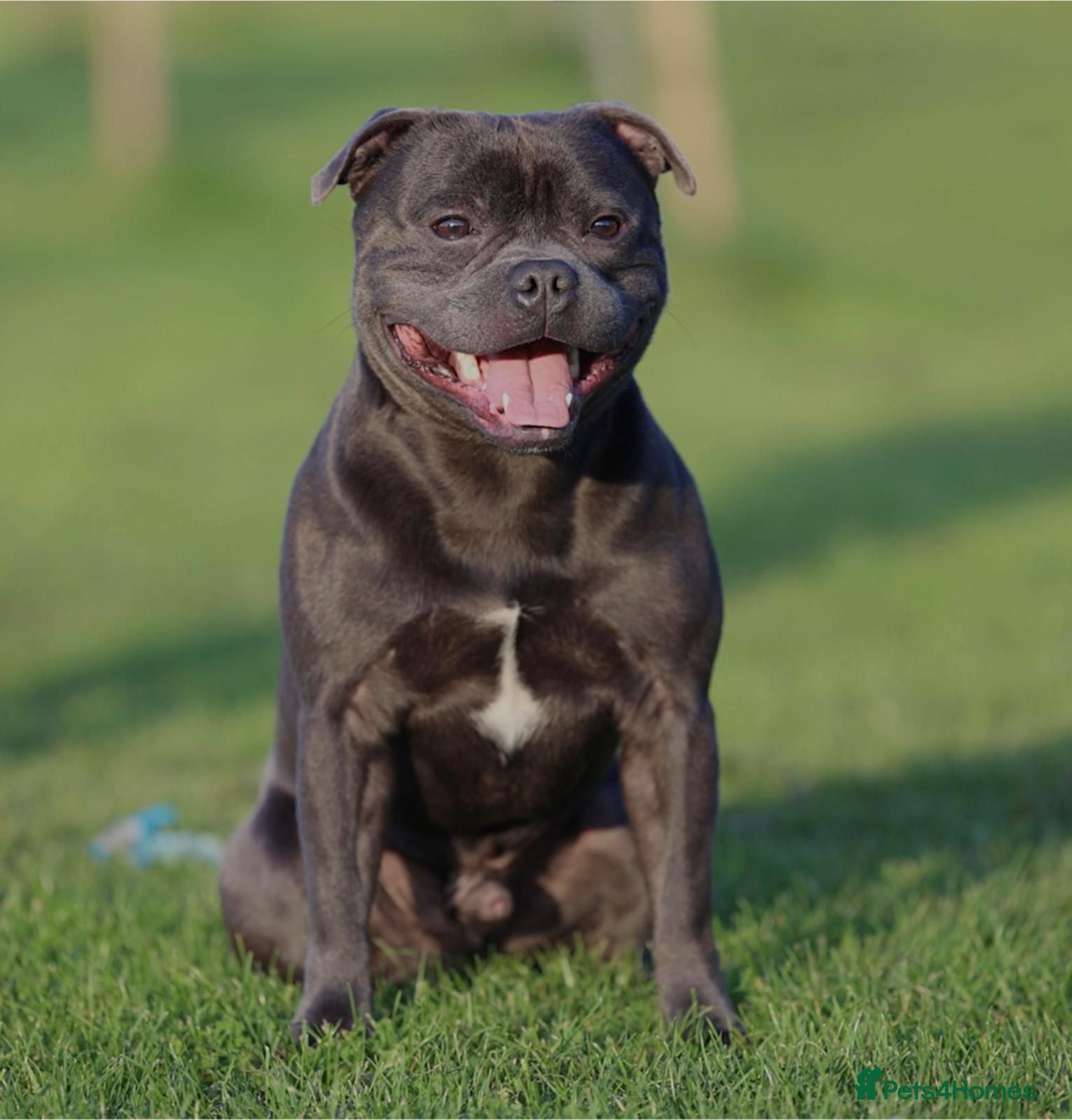 Staffordshire Bull Terrier dogs Staffordshire bull terrier {Blue} - Advert 2