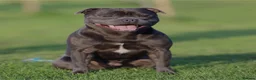 Staffordshire Bull Terrier dogs for sale: Staffordshire bull terrier {Blue} - Advert 13