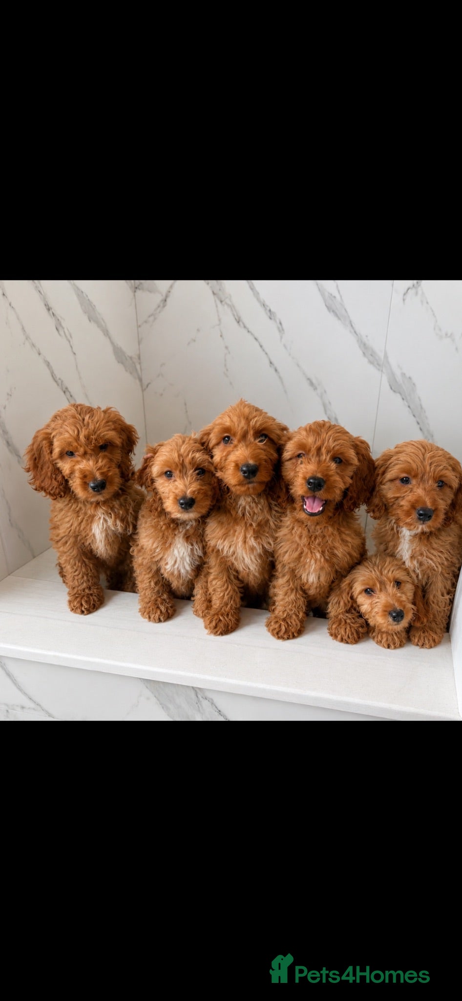 Cockapoo dogs Cockapoo - Advert 17