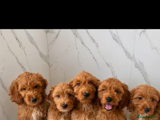 Cockapoo dogs Cockapoo - Advert 5
