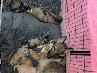 Shepsky dogs German Shepherd cross Husky Puppies - Advert 3