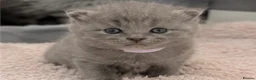 British Shorthair cats for sale: Beautiful British Shorthair Kittens - Advert 3