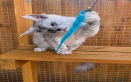Maine Coon cats for sale: TICA Maine Coon girl female high black smoke  - Image 7
