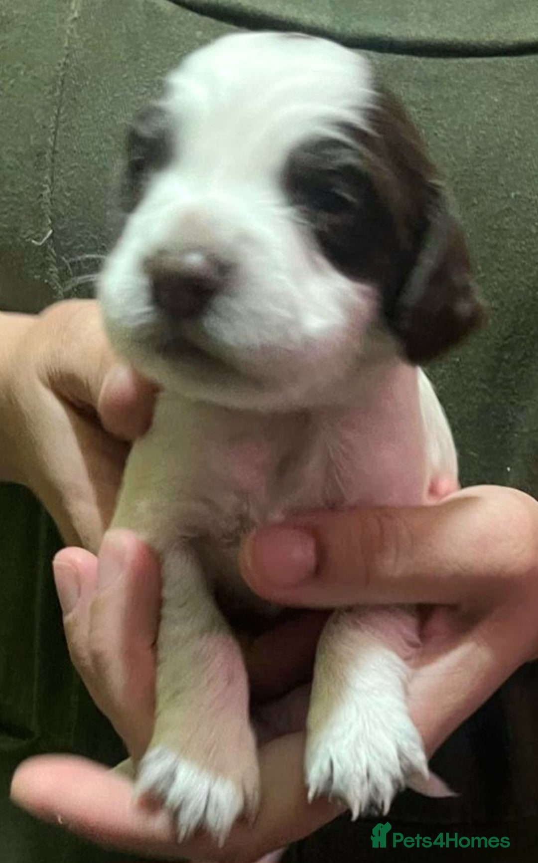 Sprocker dogs for sale: Sprocker Puppies - Image 6