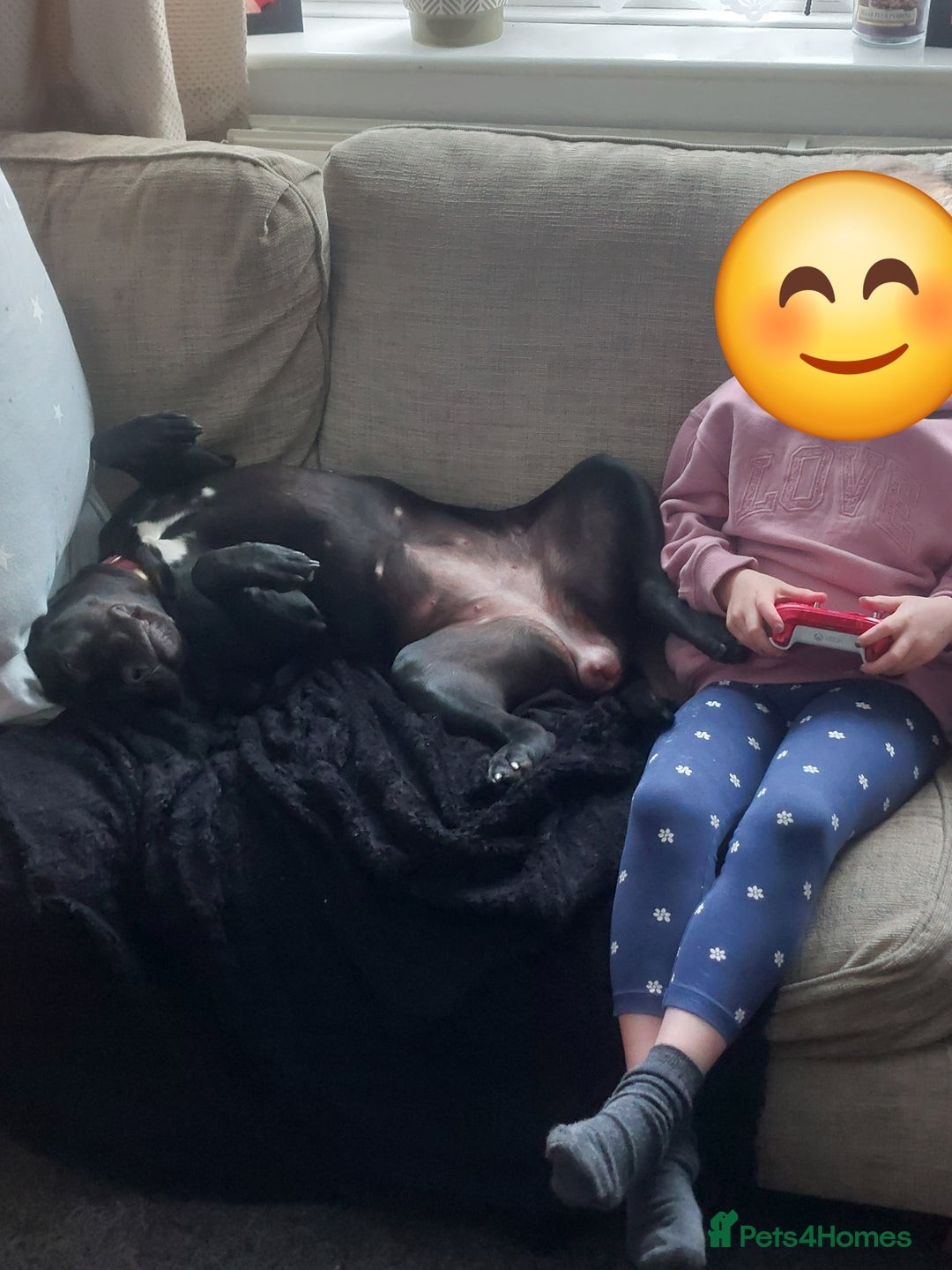 Mixed Breed dogs for sale: Mix breed staffy/rotti - Advert 2